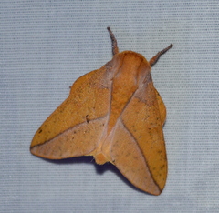 Syssphinx bisecta