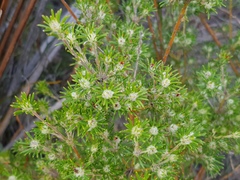 Phyllota pleurandroides