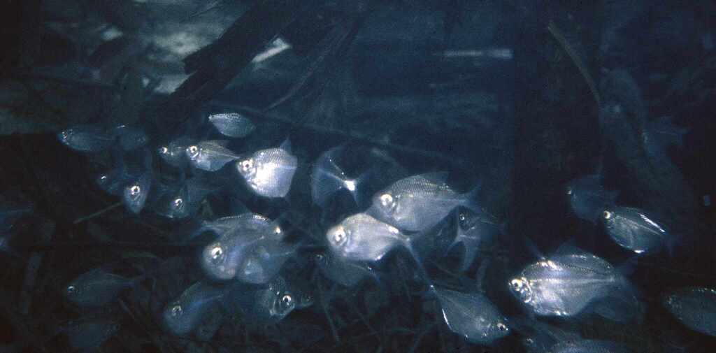 Black tetra (Gymnocorymbus thayeri) — Characidae