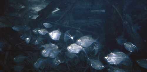Thayers tetra (Gymnocorymbus thayeri) — Characidae