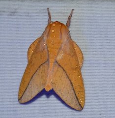 Syssphinx bisecta