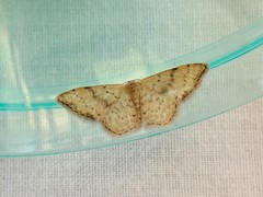 Idaea halmaea