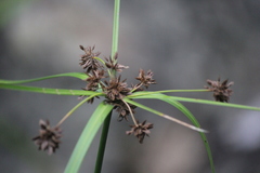 Cyperus vaginatus