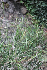 Cyperus vaginatus