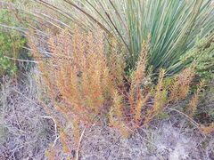 Gyrostemon australasicus