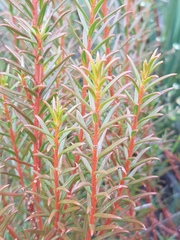 Gyrostemon australasicus