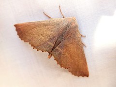 Monoctenia smerintharia