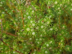 Phyllota pleurandroides