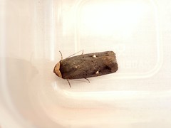 Proteuxoa cinereicollis