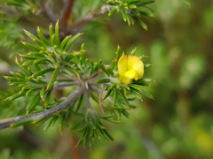 Phyllota pleurandroides