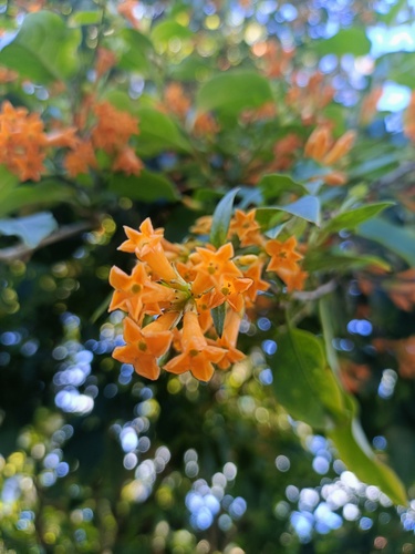 orange cestrum