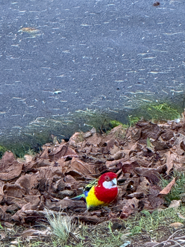 Eastern Rosella