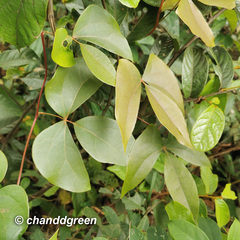 Sargentodoxa cuneata