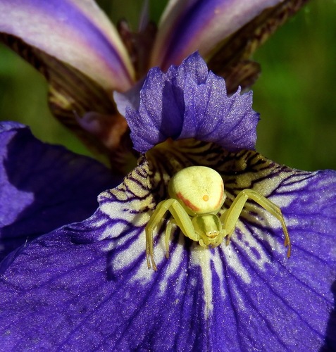 Goldenrod Crab Spider