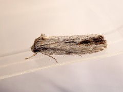 Agriophara gravis