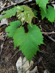 Vitis monticola