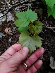 Vitis monticola