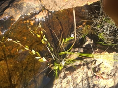 Lindernia parviflora