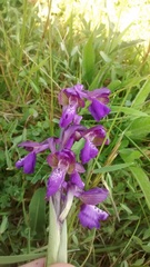 Anacamptis morio