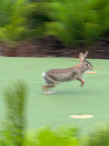 Eastern Cottontail