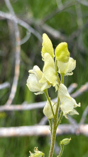 iNaturalist observation photo of Columbian Monkshood