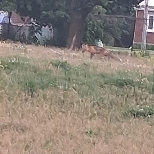 Red Fox