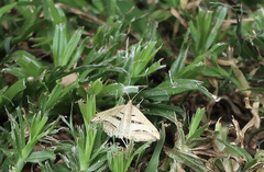 Chiasmia subcurvaria