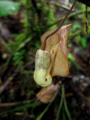 Aristolochia singalangensis