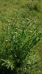 Leucanthemum vulgare