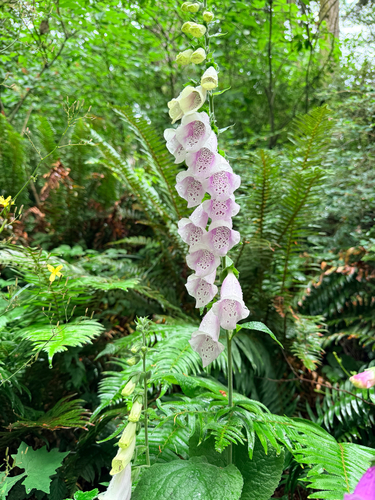purple foxglove