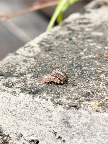 Common Pill Woodlouse