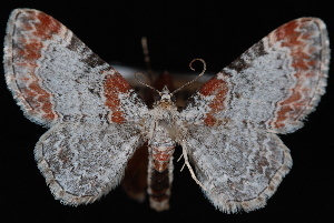 fir cone looper