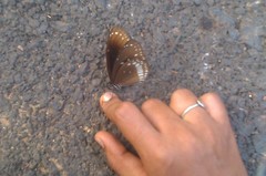 Euploea core