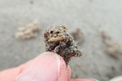 Neosabellaria kaiparaensis