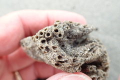 Neosabellaria kaiparaensis