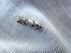 Oxythecta hieroglyphica