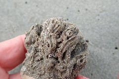 Neosabellaria kaiparaensis
