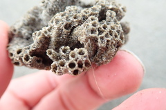 Neosabellaria kaiparaensis