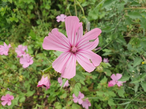 Royal Mallow