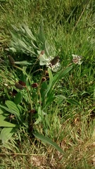 Plantago lanceolata