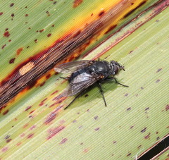 Calliphora quadrimaculata