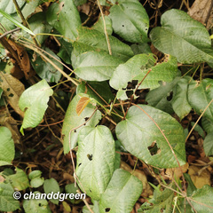 Byttneria grandifolia