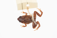 Cophixalus infacetus