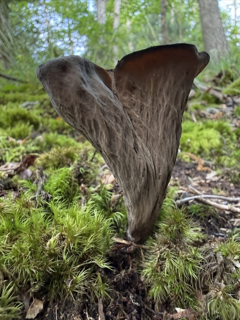 Eastern Black Trumpet · June 2026 · photo: Photo: (c) Fluff Berger, some rights reserved (CC BY-SA) · iNaturalist