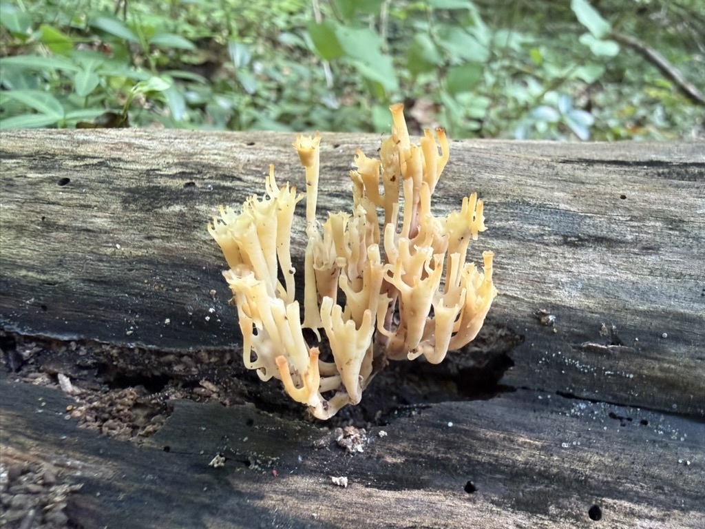 crown-tipped coral fungus