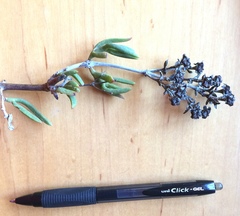 Ruschia subpaniculata