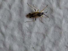 Hemiptera