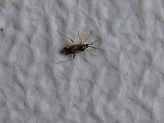 Hemiptera