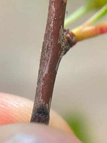 Prunus susquehanae, photograph 4