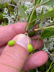 (c) Quinten Wiegersma, some rights reserved (CC BY) Prunus susquehanae, photograph (c) Quinten Wiegersma, some rights reserved (CC BY)